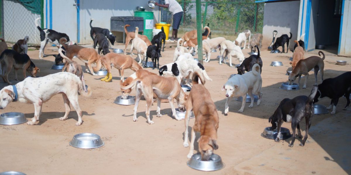 Stray Dog Rescue (बेसहारा कुत्तों का बचाव और इलाज)